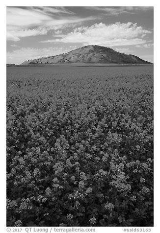 Field of colza and hill. Idaho, USA (black and white)