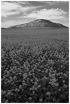 Field of colza and hill. Idaho, USA ( black and white)