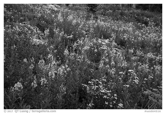 Meadow with fireweed, Face Trail. Jedediah Smith Wilderness,  Caribou-Targhee National Forest, Idaho, USA (black and white)