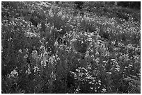 Meadow with fireweed, Face Trail. Jedediah Smith Wilderness,  Caribou-Targhee National Forest, Idaho, USA ( black and white)