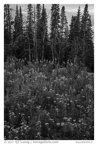 Dense wildflowers and trees, Face Trail. Jedediah Smith Wilderness,  Caribou-Targhee National Forest, Idaho, USA (black and white)