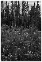 Dense wildflowers and trees, Face Trail. Jedediah Smith Wilderness,  Caribou-Targhee National Forest, Idaho, USA ( black and white)