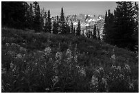 Fireweed and mountains, Face Trail. Jedediah Smith Wilderness,  Caribou-Targhee National Forest, Idaho, USA ( black and white)