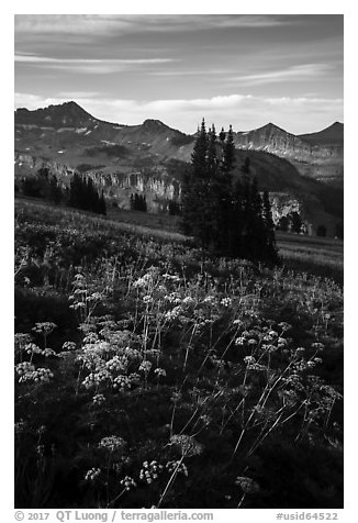 Cow parsnip and mountains, Face Trail. Jedediah Smith Wilderness,  Caribou-Targhee National Forest, Idaho, USA (black and white)