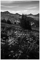 Cow parsnip and mountains, Face Trail. Jedediah Smith Wilderness,  Caribou-Targhee National Forest, Idaho, USA ( black and white)