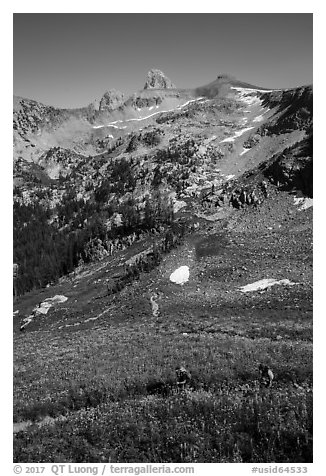 Hikers in wildflowers meadows, Huckleberry Trail. Jedediah Smith Wilderness,  Caribou-Targhee National Forest, Idaho, USA (black and white)