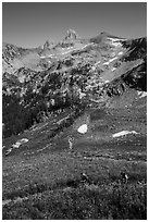 Hikers in wildflowers meadows, Huckleberry Trail. Jedediah Smith Wilderness,  Caribou-Targhee National Forest, Idaho, USA ( black and white)