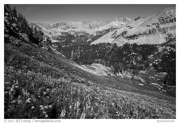 Basin with wildflowers, Huckleberry Trail. Jedediah Smith Wilderness,  Caribou-Targhee National Forest, Idaho, USA (black and white)