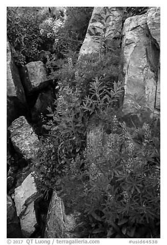 Lupine and rocks. Jedediah Smith Wilderness,  Caribou-Targhee National Forest, Idaho, USA (black and white)
