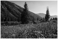 Meadow in late summer, Huckleberry Trail. Jedediah Smith Wilderness,  Caribou-Targhee National Forest, Idaho, USA ( black and white)
