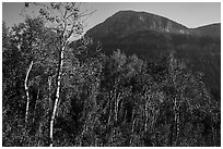 Aspen and mountain in late summer, Huckleberry Trail. Jedediah Smith Wilderness,  Caribou-Targhee National Forest, Idaho, USA ( black and white)