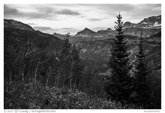 Wildflowers and valley and sunrise, Face Trail. Jedediah Smith Wilderness,  Caribou-Targhee National Forest, Idaho, USA (black and white)