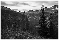 Wildflowers and valley and sunrise, Face Trail. Jedediah Smith Wilderness,  Caribou-Targhee National Forest, Idaho, USA ( black and white)