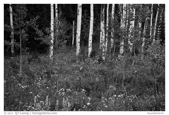 Wildflowers and aspen. Jedediah Smith Wilderness,  Caribou-Targhee National Forest, Idaho, USA (black and white)
