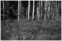 Wildflowers and aspen. Jedediah Smith Wilderness,  Caribou-Targhee National Forest, Idaho, USA ( black and white)
