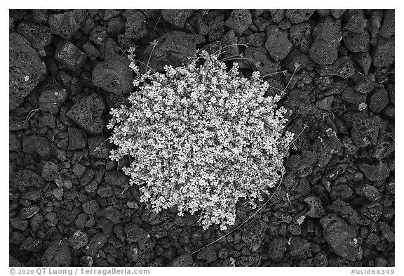 Close-up of dwarf buckwheat and cinders. Craters of the Moon National Monument and Preserve, Idaho, USA (black and white)