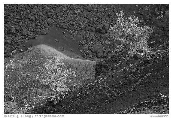 Limber pines with lava rocks and colorful cinder in Big Craters. Craters of the Moon National Monument and Preserve, Idaho, USA (black and white)