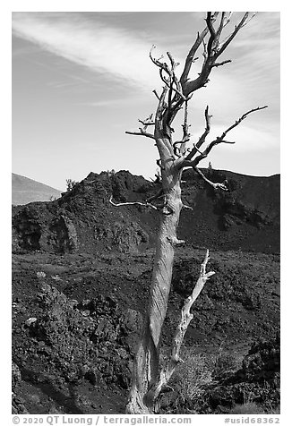 Tree skeleton and North Crater. Craters of the Moon National Monument and Preserve, Idaho, USA (black and white)