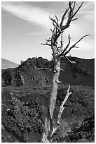 Tree skeleton and North Crater. Craters of the Moon National Monument and Preserve, Idaho, USA ( black and white)