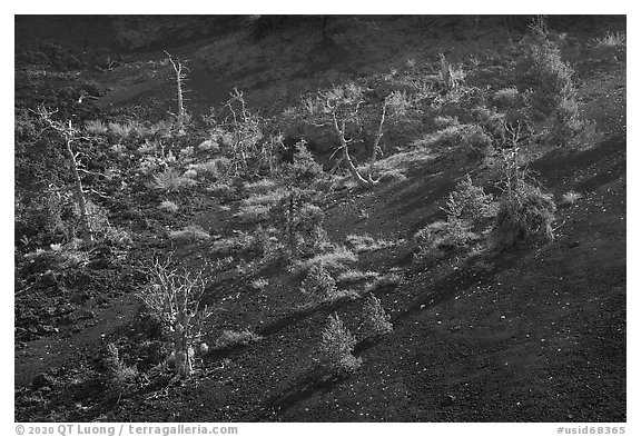 Tree skeltons and pine sapplings in North Crater. Craters of the Moon National Monument and Preserve, Idaho, USA (black and white)