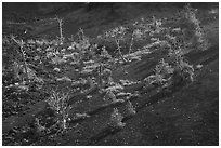 Tree skeltons and pine sapplings in North Crater. Craters of the Moon National Monument and Preserve, Idaho, USA ( black and white)