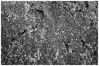 Close-up of lava and lichen. Craters of the Moon National Monument and Preserve, Idaho, USA ( black and white)