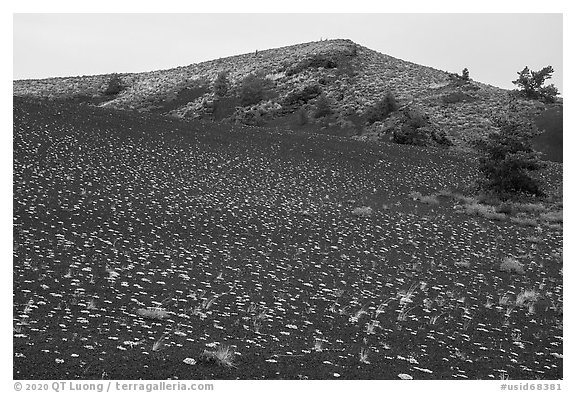 Evenly spaced dwarf buckwheat plants and Big Craters. Craters of the Moon National Monument and Preserve, Idaho, USA (black and white)