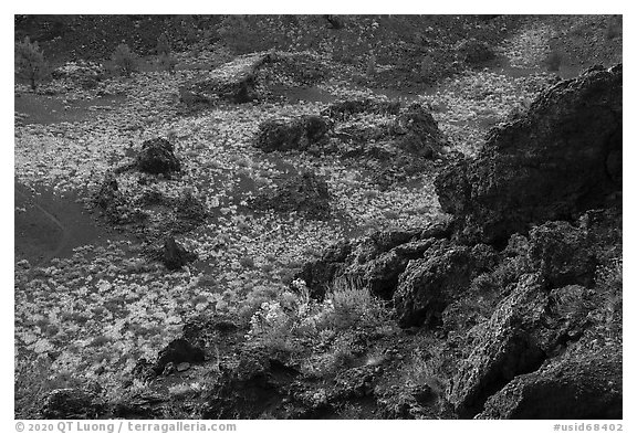 Flowers and dark lava rocks. Craters of the Moon National Monument and Preserve, Idaho, USA (black and white)
