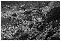 Flowers and dark lava rocks. Craters of the Moon National Monument and Preserve, Idaho, USA ( black and white)