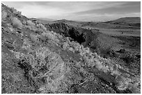 Sagebrush in bloom on Echo Crater. Craters of the Moon National Monument and Preserve, Idaho, USA ( black and white)