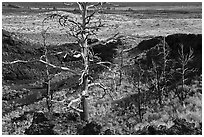 Tree skeletons, Echo Crater. Craters of the Moon National Monument and Preserve, Idaho, USA ( black and white)