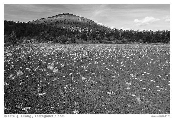 Dwarf buckwheat on cinders and Big Cinder Butte. Craters of the Moon National Monument and Preserve, Idaho, USA (black and white)