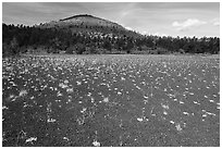 Dwarf buckwheat on cinders and Big Cinder Butte. Craters of the Moon National Monument and Preserve, Idaho, USA ( black and white)