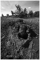 Lava tree. Craters of the Moon National Monument and Preserve, Idaho, USA ( black and white)