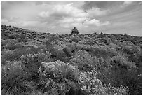 Sage and pines. Craters of the Moon National Monument and Preserve, Idaho, USA ( black and white)