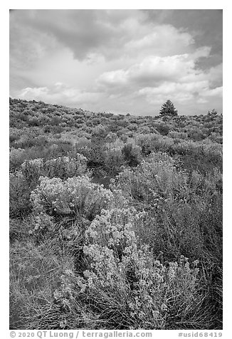 Sagebrush and pine tree. Craters of the Moon National Monument and Preserve, Idaho, USA (black and white)