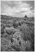 Sagebrush and pine tree. Craters of the Moon National Monument and Preserve, Idaho, USA ( black and white)