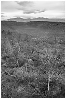 Snowdrift Crater with aspen. Craters of the Moon National Monument and Preserve, Idaho, USA ( black and white)