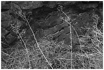 Grasses and basalt rocks. Craters of the Moon National Monument and Preserve, Idaho, USA ( black and white)