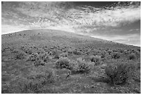 Rabbitbrush and Bear Den Butte. Craters of the Moon National Monument and Preserve, Idaho, USA ( black and white)