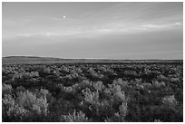 Sagebrush and moon near Wapi Park. Craters of the Moon National Monument and Preserve, Idaho, USA ( black and white)