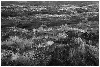 Vegetation taking root on Wapi Flow lava. Craters of the Moon National Monument and Preserve, Idaho, USA ( black and white)