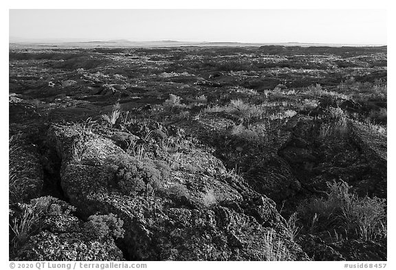 Flowers on Wapi Flow at sunrise. Craters of the Moon National Monument and Preserve, Idaho, USA (black and white)