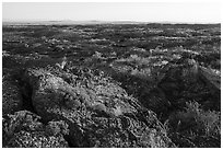 Flowers on Wapi Flow at sunrise. Craters of the Moon National Monument and Preserve, Idaho, USA ( black and white)