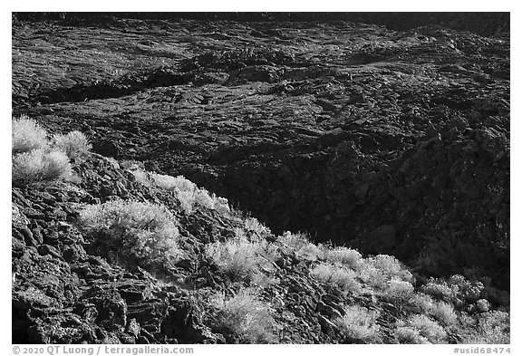 Rabbitbrush in bloom and lava lake, Pilar Butte. Craters of the Moon National Monument and Preserve, Idaho, USA (black and white)