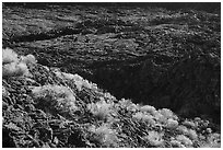 Rabbitbrush in bloom and lava lake, Pilar Butte. Craters of the Moon National Monument and Preserve, Idaho, USA ( black and white)