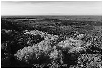 Rabbitbrush in bloom and Wapi Flow. Craters of the Moon National Monument and Preserve, Idaho, USA ( black and white)