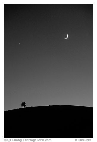 Tree on cinder cone curve, crescent moon. Craters of the Moon National Monument and Preserve, Idaho, USA (black and white)