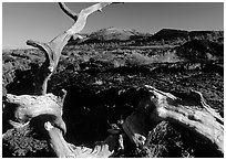 Tree skeleton and lava field, Craters of the Moon National Monument. Idaho, USA (black and white)
