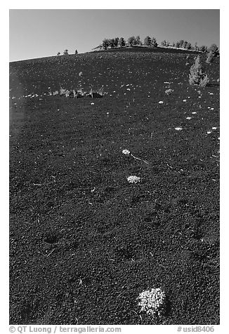 Shrubs growing in cinder, Craters of the Moon National Monument. Idaho, USA (black and white)